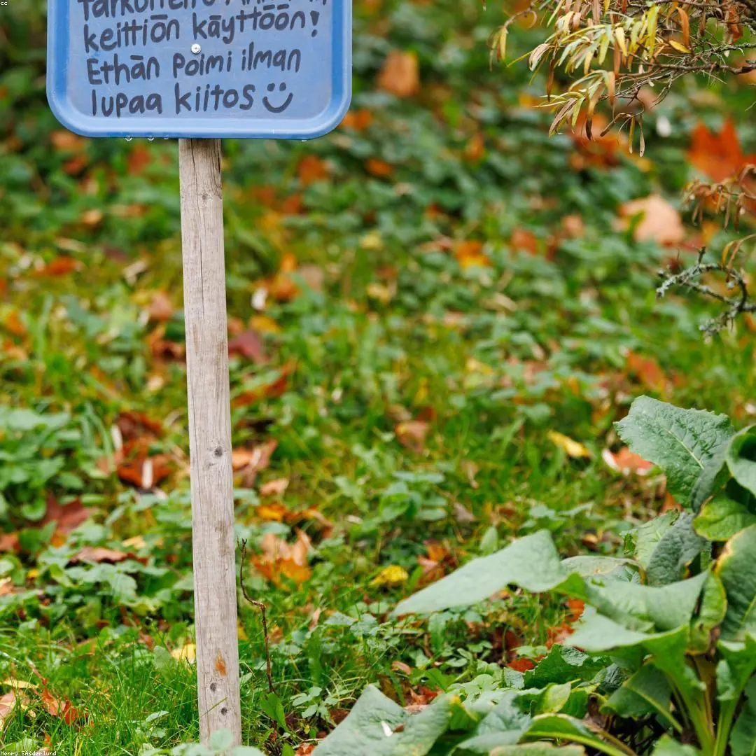 Laukinės Baltijos uogos ir natūralūs botaniniai ekstraktai Litorena sodyboje